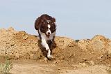 BORDER COLLIE 472